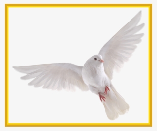 Best Holy Spirit Dove Clip Art Of Flying In Front You - White Dove No Background