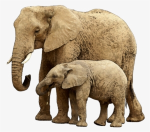 Baby Elephant Png Image With Transparent Background - Elephant And Child