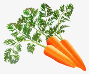 Shutterstock 196445096 [преобразованный] - Carrot Clipart .png