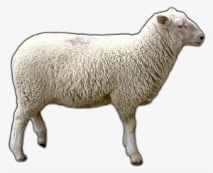 Download Free High Quality Sheep Png Transparent Images - Sheep Png