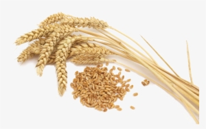 Wheat Vector Free Png File