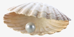 This Product Design Is Shell Pearl Transparent About