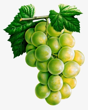 Clip Art Black And White Download Mis Laminas Para - Dicas De Pintura Em Tecido