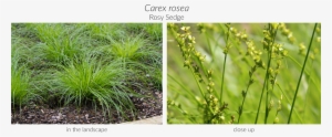 Click Here To See Our Full Carex Collection And Here - Sweet Grass