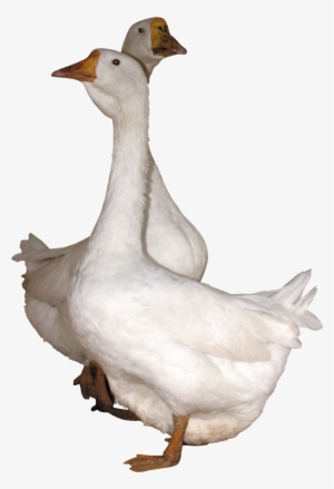 Gooses Png