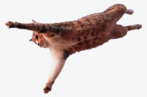 Jumping Cat Png - Meme Freunde Verrückt