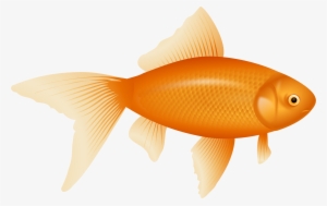 Fish Png