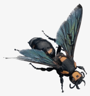 Bee Png Image - Minibeasts