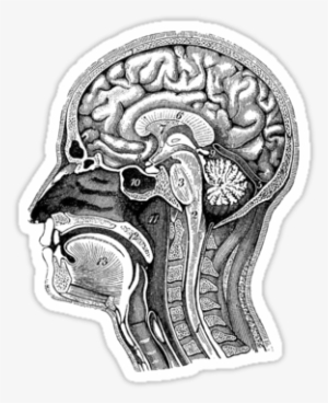 Clip Art Freeuse Download Sticker X Png Pinterest - Vintage Anatomy Prints Brain