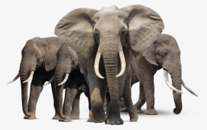 Free Png Elephant Png Images Transparent - Elephant Hd Png