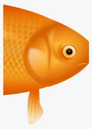 Example Image Of A Fish - Goldfish