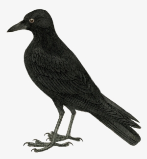 Halloween Crow Vector Free Transparent Image - Crow Bird Clip Art