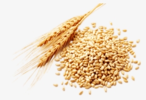 Wheat Png