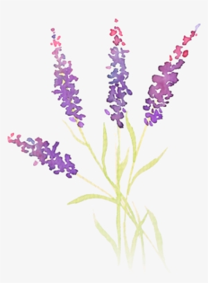 Picture Freeuse Stock Demo Sprigs Beautiful Sprigslavender - Black Rose