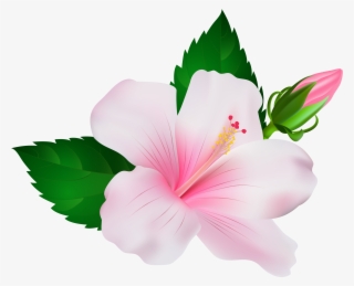 hibiscus png free hd hibiscus transparent image pngkit hibiscus png free hd hibiscus