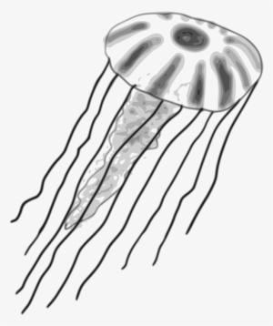 Watercolor Jellyfish Clipart Illustrations Creative - Box Jellyfish Clipart