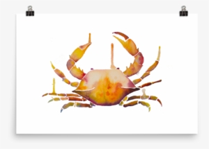 Crab