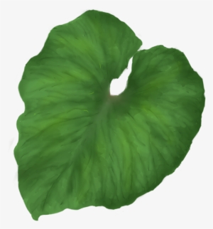 Green Leaves Thirty Nine Isolated Stock Photo - Tropical Leaf No Background