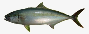 King Fish - King Fish Png