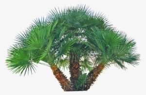 Backyard Builder Mediterranean Fan - Mediterranean Fan Palm Png