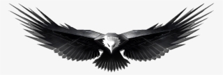 Free Png Eagle Png Images Transparent - Black And White Images Of Eagles