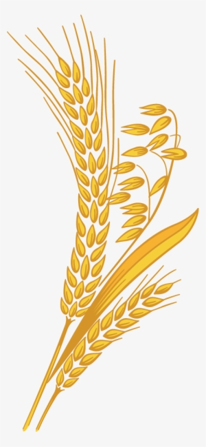 Wheat Grain Png Clipart Transparent Library - Wheat Clipart Png