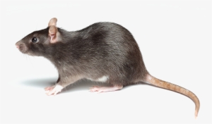 Rat Png Picture - Rat Is Short For Ratthew