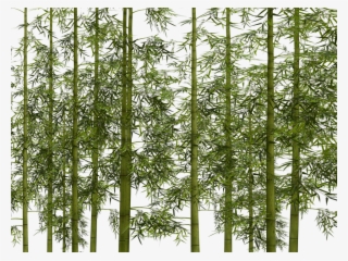 Bamboo Plant Wellness Digital Art Isolated - Png Transparent Bamboo Png