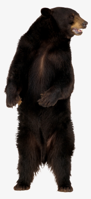 Brown Bear Png Image - Bear Png