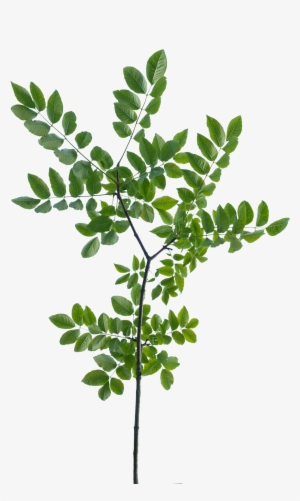 Vegetation Tree Branch 10 - Branch With Leaves Texture