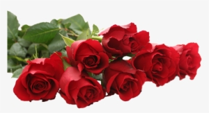 Beautiful Red Rose Png, Beautiful Rose, Red Rose, Red