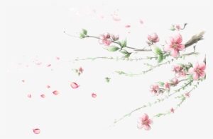 Cherry - Plum Blossom 4k Branches