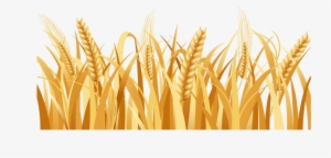Harvested Wheat Png Image Background - Wheat Png