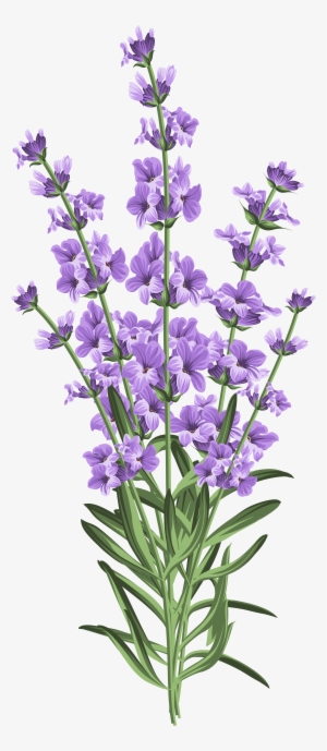 Nature's Absolutes Pure Lavender Essential Oil, 15ml