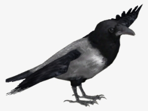 Hooded Crow - Ulquiorra Cifer