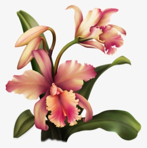Aloha Orchid Special Flowers, Painted Flowers, Rubrics, - Flower
