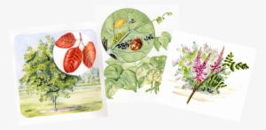 Three Watercolor Paintings Of A Tree And Leaves, Beetle - Watercolor Painting