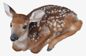 Baby Deer - Baby Deer Png