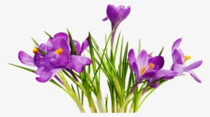 Free High Resolution Graphics And Clip Art - Png Images With Transparent Background Flowers
