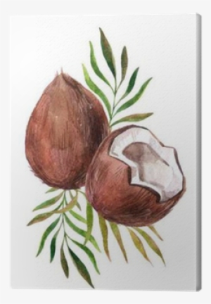 Watercolor Coconut On White Background Canvas Print - Watercolor Painting
