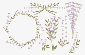 Watercolor Lavender Png - Png Flower Leaf Lavender