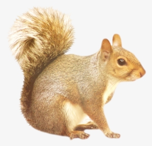 Images Free Download Picture Black And White Stock - Squirrel Png