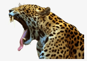 Jaguar Roar - Jaguar Transparent