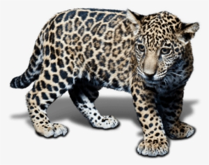 Animal Jaguar Png Free Download - Baby Jaguar White Background