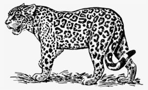 Ethnic Ornamented Tiger Puma Panther Leopard Or Jaguar - Jaguars Black And White