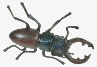 Insect Png Transparent Image - Insect Png