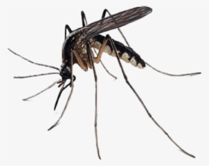 Mosquito Free Download Png - Mosquito Transparent