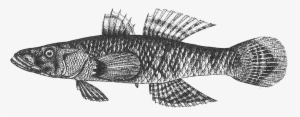Crazy Fish