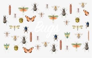 Bugs - Manticora: A Monograph Of The Genus (coleoptera, Cicindelidae,
