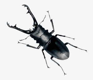 Beetle Png